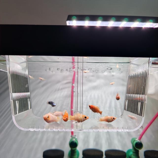 ลูกปลาบอลลูนส้มแพลตตินั่ม รูปที่ 3