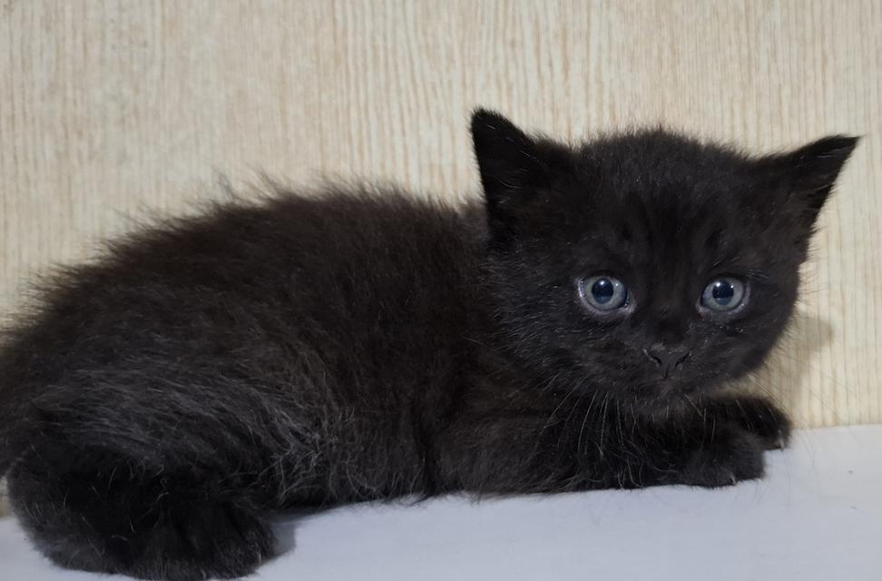 ลูกแมวสายพันธุ์บริติช 11