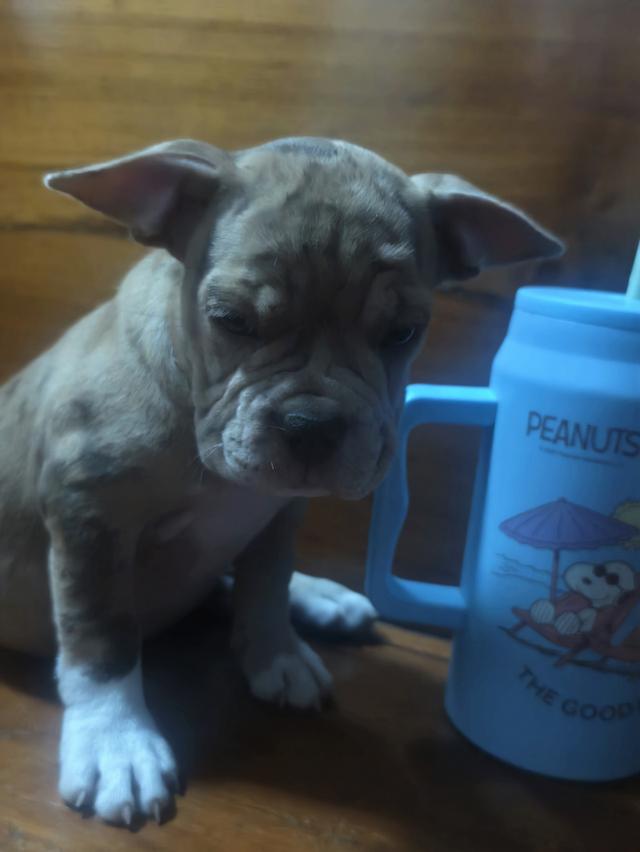 บูลลี่ 2