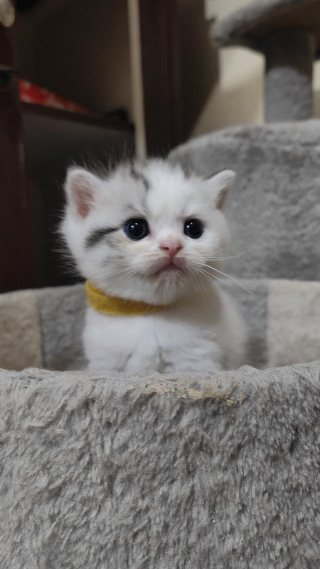Scottish Fold (boy) 13