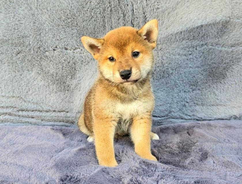 ลูกหมา Shiba Inu พร้อมย้ายบ้าน 3