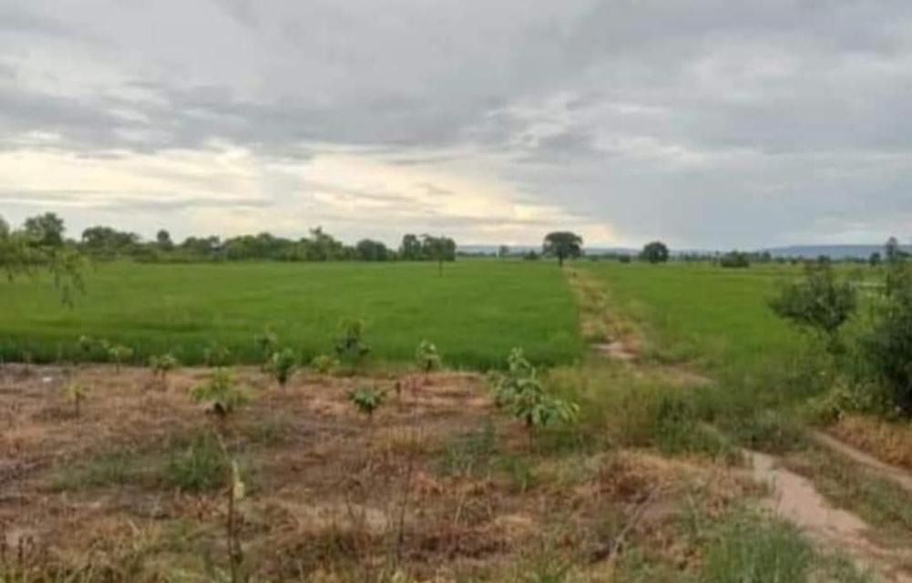 ที่ดินเกษตรกร ที่นา ที่ดิน อสังหาริมทรัพย์ 10