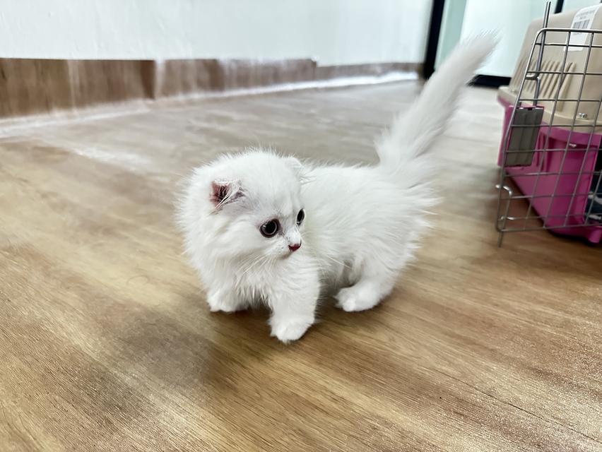 แมวมัชกิ้น ขาสั้น หูพับ รูปที่ 4