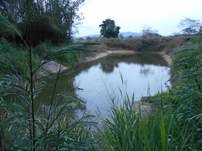 ขายที่ดิน 10 ไร่ พร้อมบ้าน ติดลำห้วย ต.บ้านบึง อ.บ้านคา จ.ราชบุรี 3
