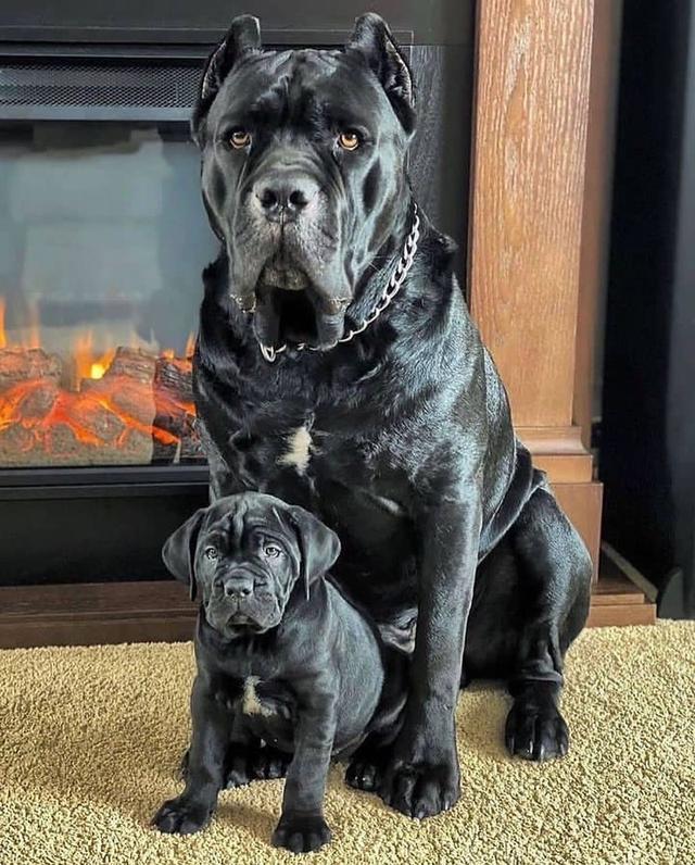 Healthy Cane Corso puppies