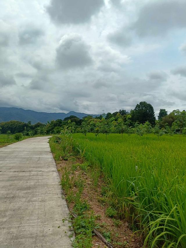 ขายที่ดิน อำเภอเชียงกลาง จังหวัดน่าน จำนวน 5-3-62 ไร่ 4