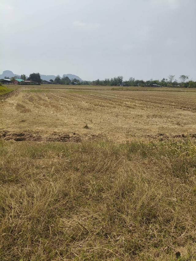 ที่เปล่า อ.ปากท่อ จ.ราชบุรี 7