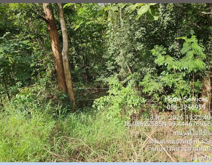 ขายที่ดินพร้อมบ้าน 1 หลัง 320 ไร่ ถ.ตาก-สุโขทัย (ทล.หมายเลข 12) ต.หนองหญ้าปล้อง อ.บ้านด่านลานหอย สุโขทัย ปลูกไม้ยูคา ใกล้รร.หนองหญ้าปล้อง         6