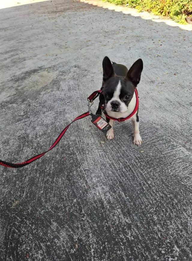 ลูกสุนัข Boston Terrier ราคาน่ารัก 4