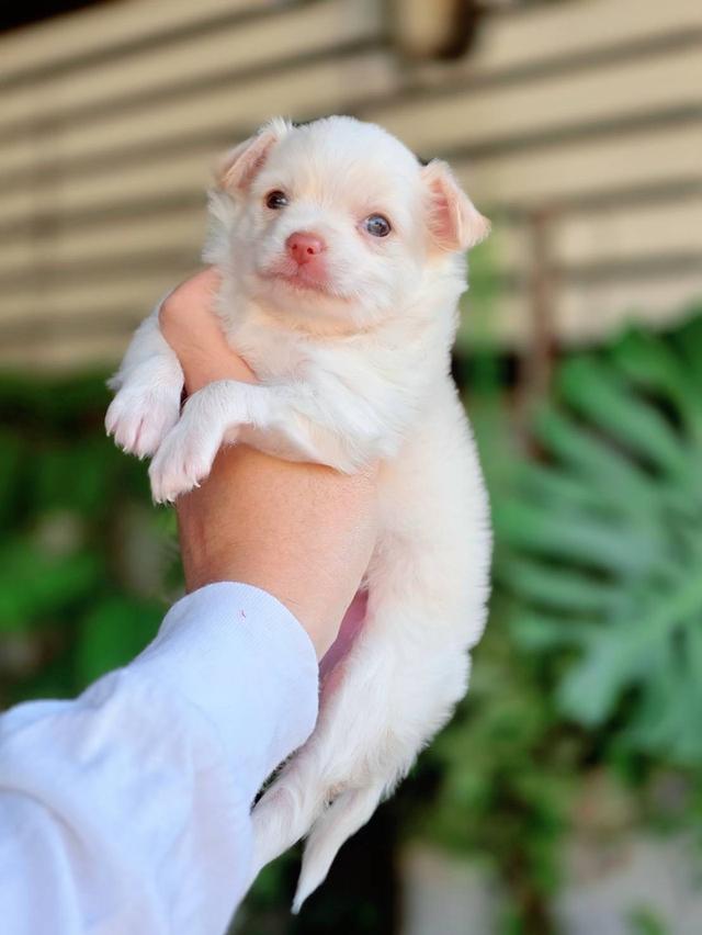 ชิวาวาแท้ขนยาวสีขาวครีมเพศผู้ รูปที่ 4