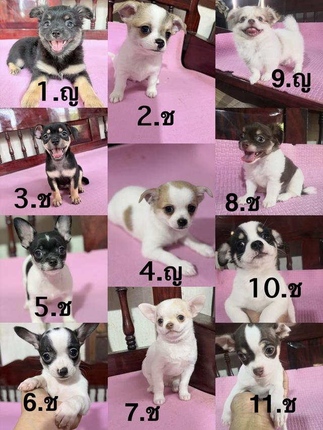 ชิวาว่าแท้ เพศผู้ เพศเมีย รูปย่อยที่ 1
