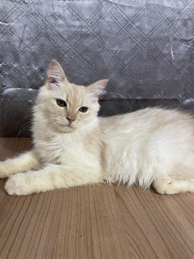 น้องแมวพันธุ์ หิมาลายันผสมชินชิล่า เพศผู้