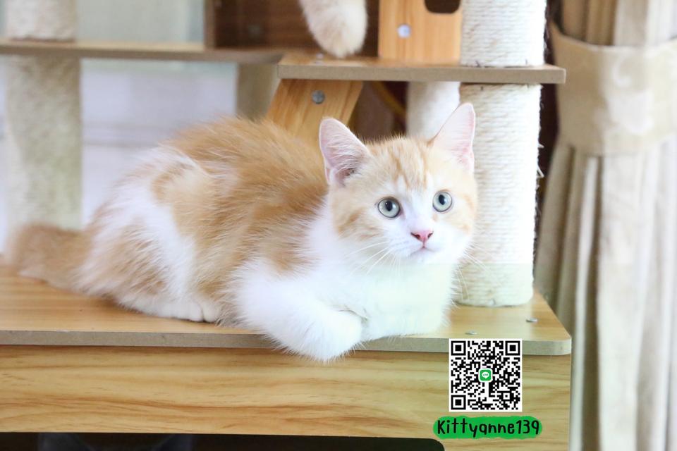 ลูกแมวบริติชหิมาลายันพร้อมย้ายบ้าน รูปที่ 6