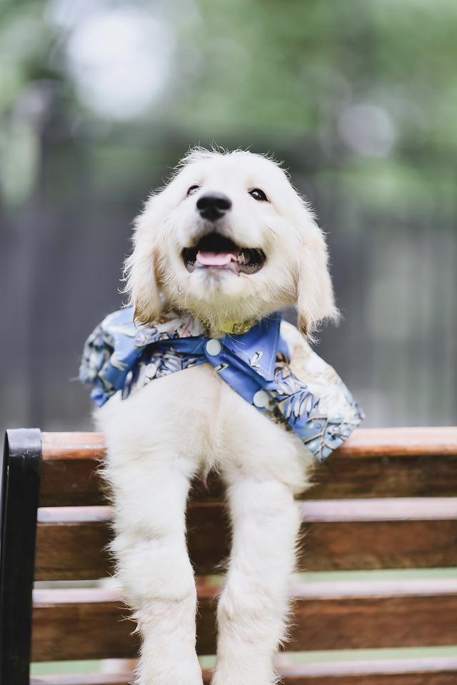 Golden Doodle(Female dog)