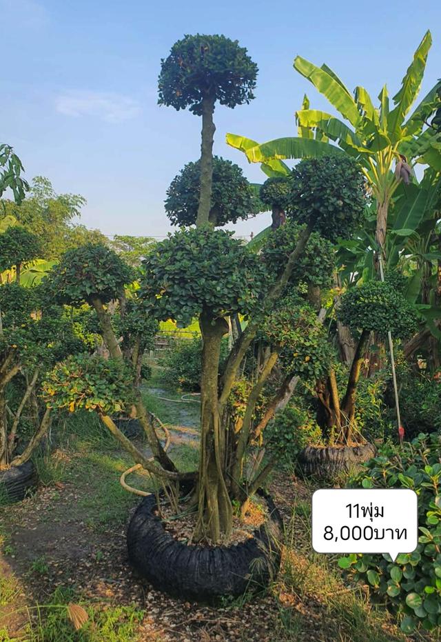 ไทรต่อยอดช้อนเงินช้อนทอง