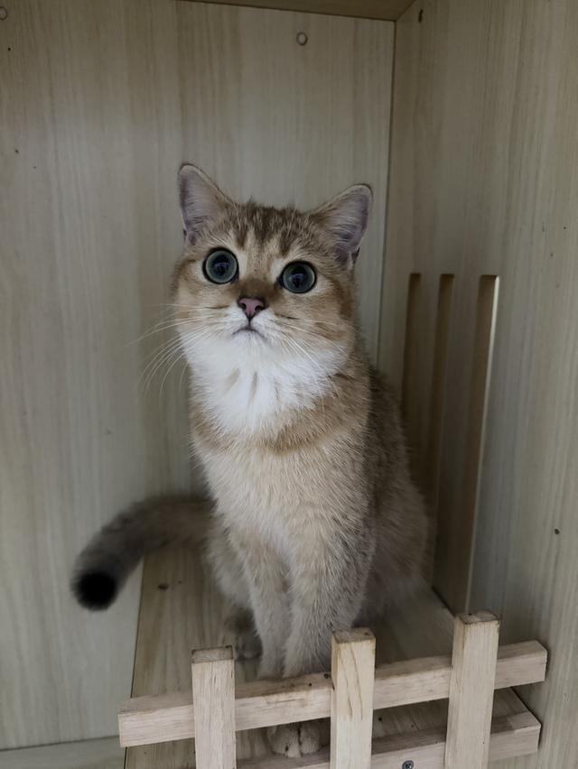 แมวบริติช 4