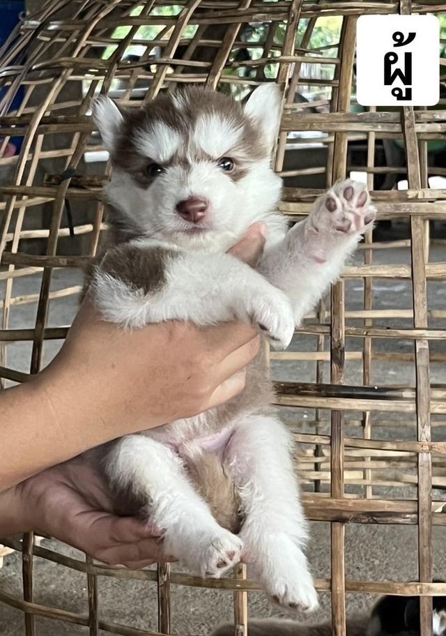 ไซบีเรียนว่าง ผู้1เมีย3