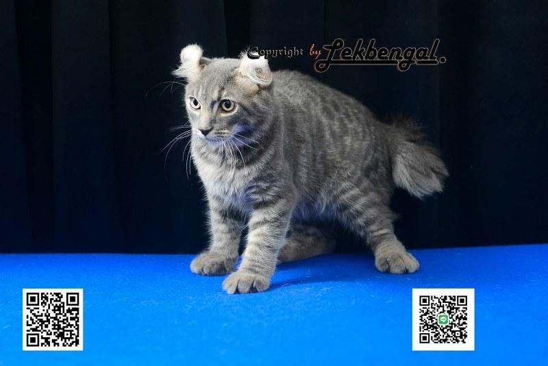 ขายลูกแมวจอมกวน อเมริกันเคิร์ล สีบลู หางกระต่าย (bobtail) สายพันธุ์แท้  9