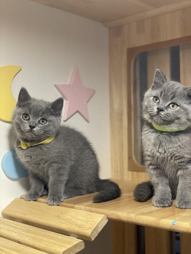 แมว มันช์กิ้นขายาว