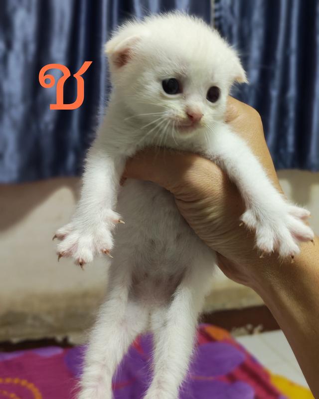 แมว สก็อตติ้สผสมมัทกิ้นขาสั้น รูปที่ 3