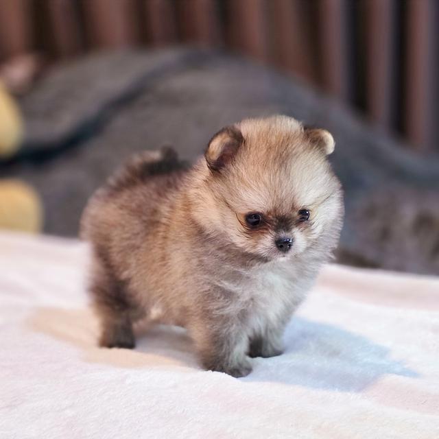 ปอมทีคัพน้องชามมี่เพศหญิงสาวน้อยน่ารักมาก 5