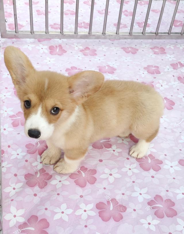 คอร์กี้ พร้อมย้ายบ้านครับ รูปย่อยที่ 4