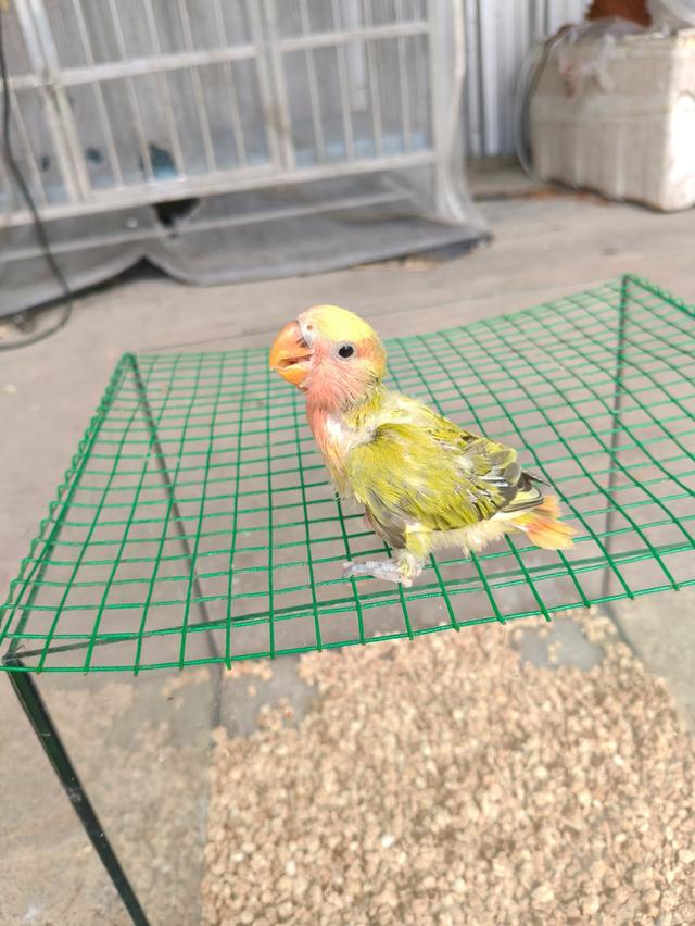 ลูกป้อนเลิฟเบิร์ด สีพายโอลีฟ