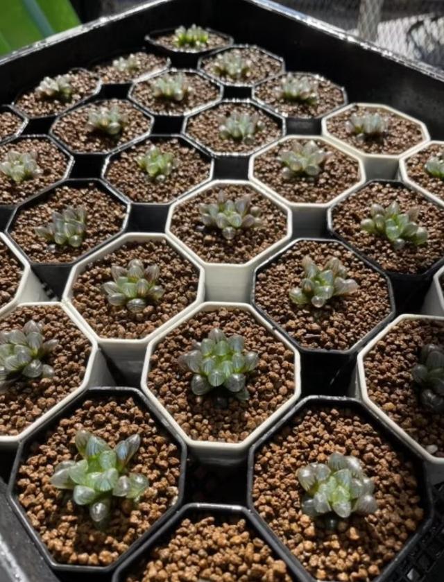 กุหลาบหิน Haworthia หยดน้ำ