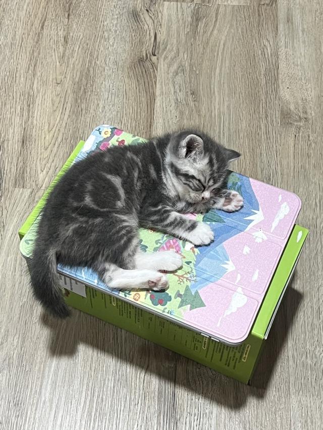 American shorthair 