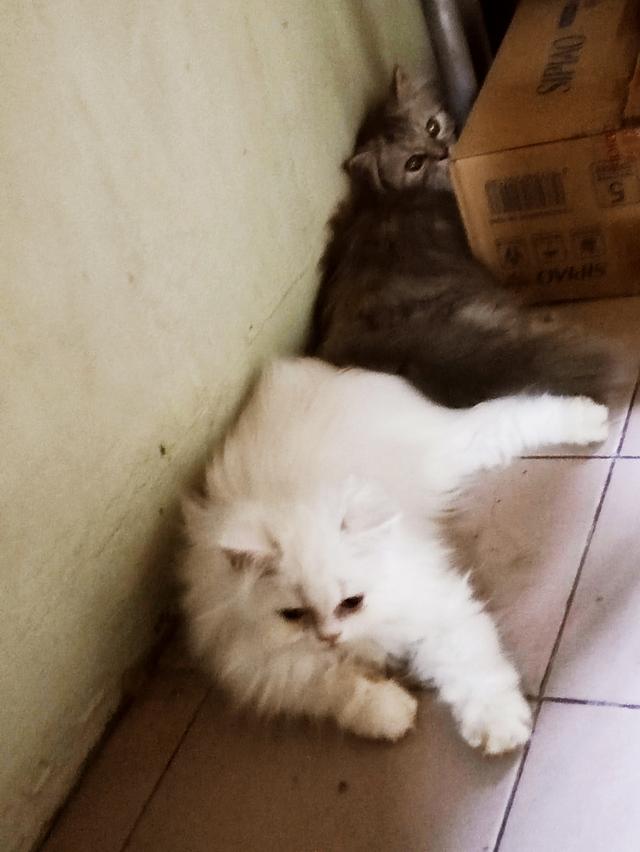 Persian big cats for sell รูปที่ 2