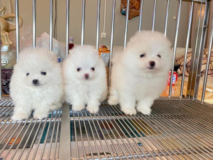 ปอมปอมแท้ สอบถามได้ ราคากันเอง