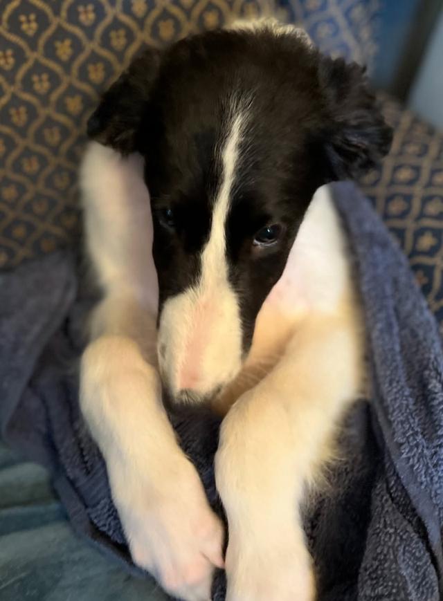 ขายด่วน Borzoi น้องหมาสุดน่ารักสีขาวดำ 2