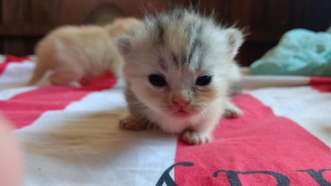 มัชกิ้นขาสั้นเพศเมีย