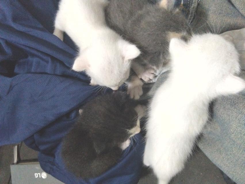 สัตว์เลี้ยง แมว ลูกแมว