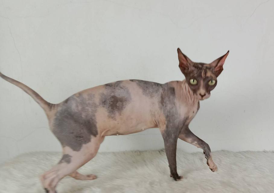 20.แมวสฟิงซ์/เพศเมีย หาบ้าน Sphynx Cat/Female looking for a new home 6