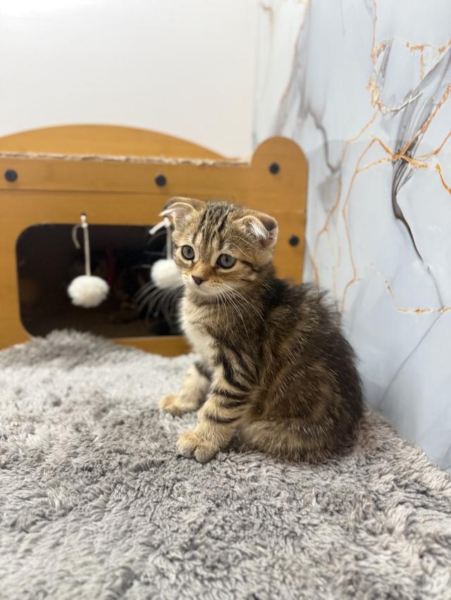 ลูกแมวพันธุ์สก๊อตติชแท้ รูปที่ 4