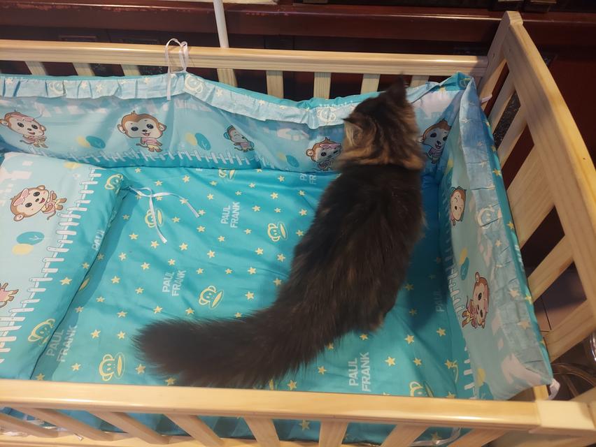 Cat for sell 8