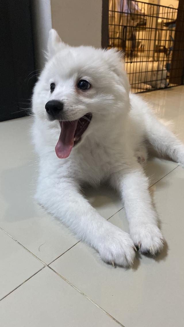 Japanese Spitz