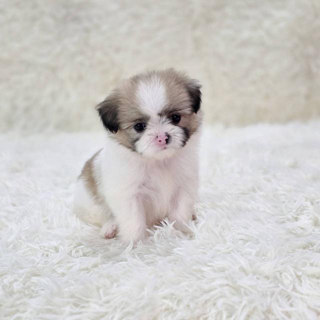 ชิสุผสมปอม เพศเมีย พิกัดรามอินทรา 4