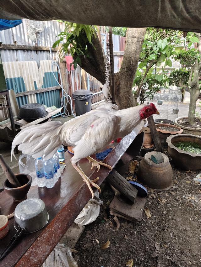 ไก่ชนเลิกเลี้ยง ขายเหมา