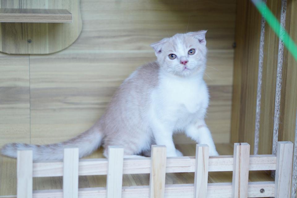 สก็อตทิช เพศผู้  หูพับ รูปที่ 14