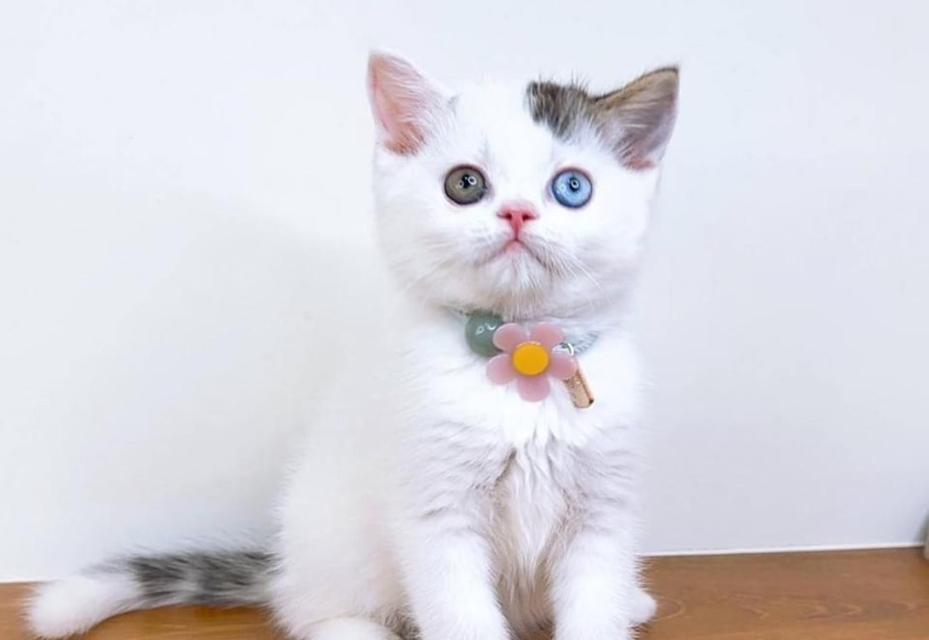 หาบ้านให้แมวสก็อตติชโฟลด์ ตาสองสี 1