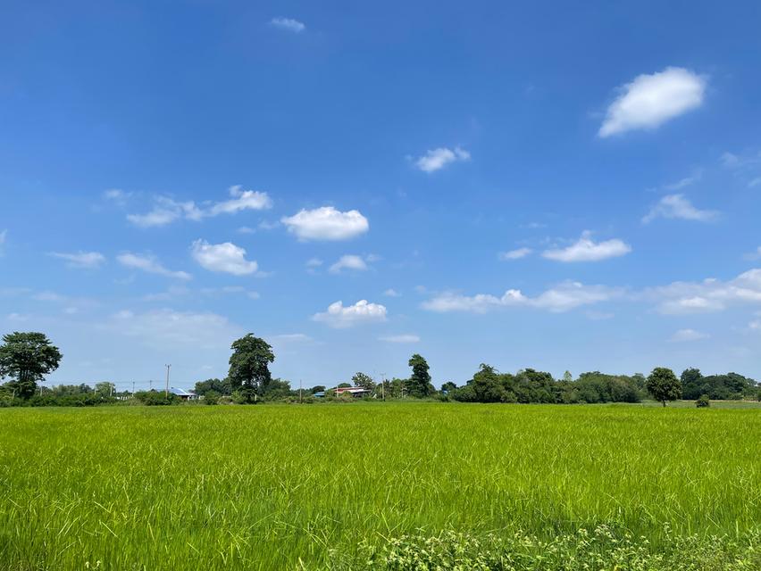 ที่ดิน 11 ไร่ติดถนน 2 ด้าน ใกล้ถนนมิตรภาพ หนองแค สระบุรี 2