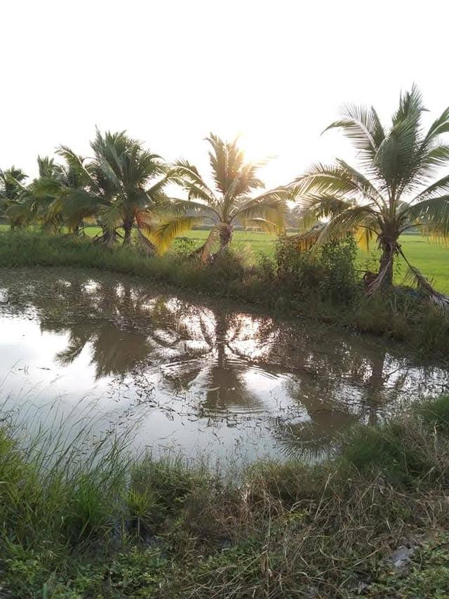 ขายที่ดิน อ.บางระกำ จ.พิษณุโลก 5