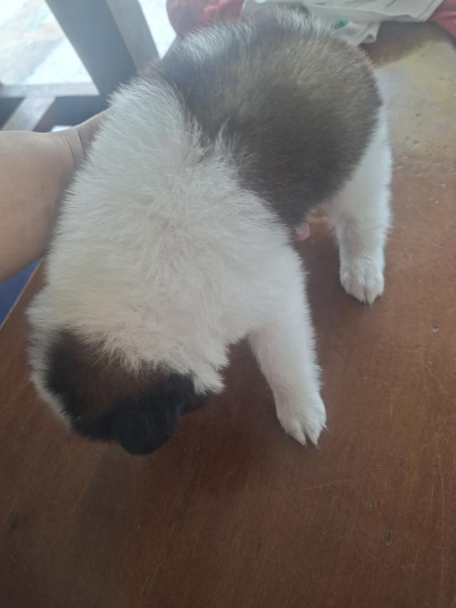 บางแก้วแท้ 100% ไม่แรง กทมตลิ่งชัน 3