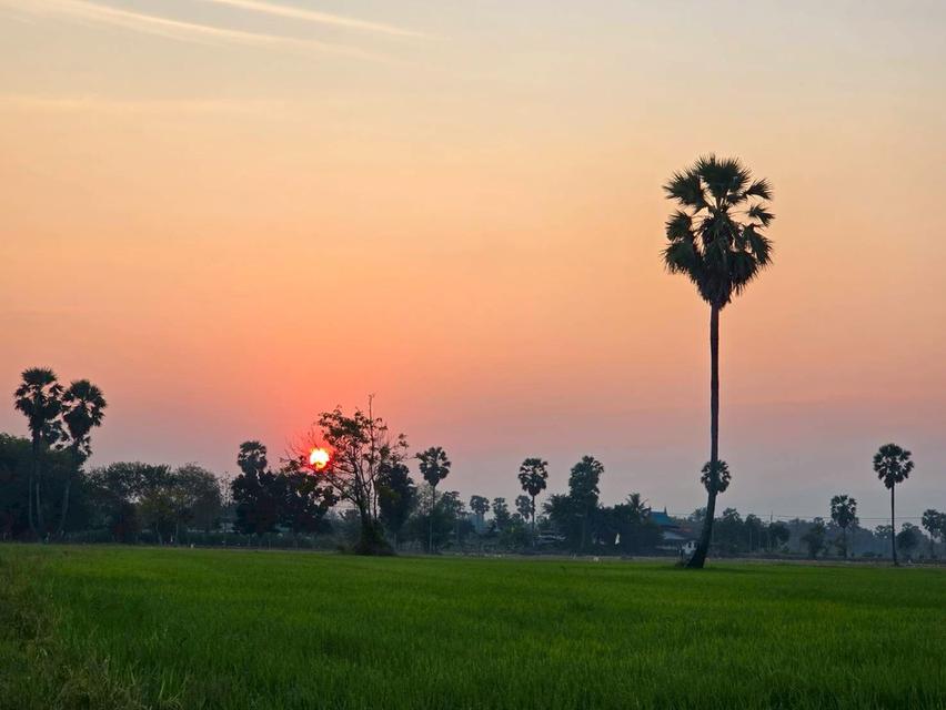 Vายด่วนที่ดินแปลงสวย ขนาด 6-3-12 ไร่ ต.บ้านลาด อ.เมือง จ.เพชรบุรี (จ้าของขายเอง) 3