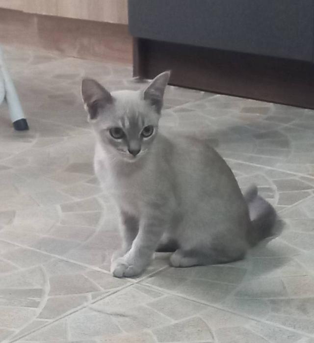 แมว พันธ์ผสม วิเชียรมาศ กะ สก็อตติส รูปที่ 3