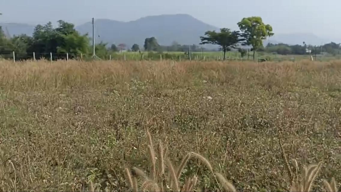 ที่ดินวังไทร-ปากช่อง วิวเขายายเที่ยง ล้อมรอบวิวเขา 1