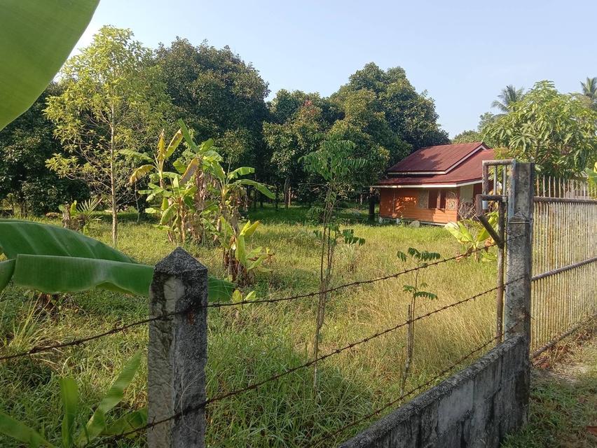 ที่ดิน  พื้นที่ 1-2-32 ไร่ อ.เมือง จ.นครศรีธรรมราช จาก 6 ล้านลดเหลือ4.5 ล้าน ด่วนๆ 8