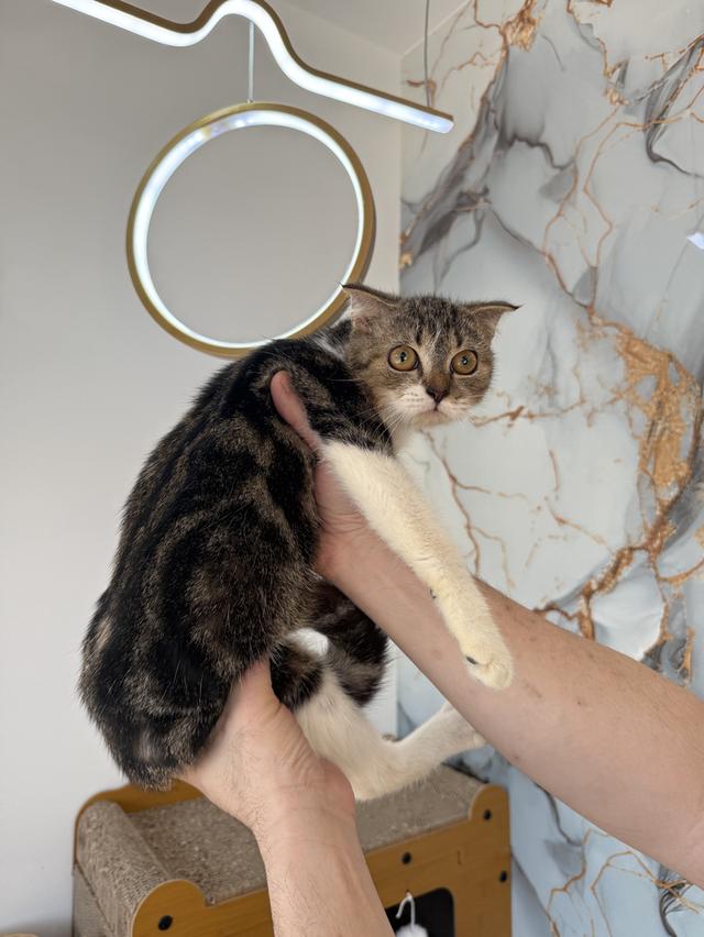 ลูกแมวพันธุ์สก๊อตติชแท้